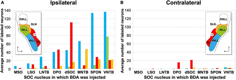 The nuclei of the lateral lemniscus: unexpected players in the descending auditory pathway